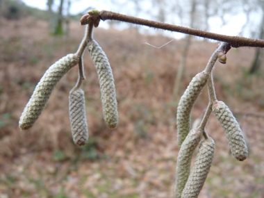 Fleurs mâles en forme de chatons pendants de couleur jaune. Agrandir dans une nouvelle fenêtre (ou onglet)