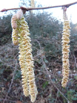 Fleurs mâles en forme de chatons pendants de couleur jaune. Agrandir dans une nouvelle fenêtre (ou onglet)