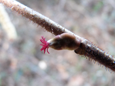 Fleurs femelles formant un bourgeon terminé par un 'pompon' rouge. Agrandir dans une nouvelle fenêtre (ou onglet)