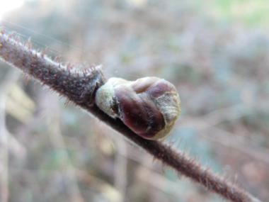 Petits bourgeons globuleux en forme de gant de boxe. Dotés de nombreuses écailles, ils sont parfois poilus. Agrandir dans une nouvelle fenêtre (ou onglet)