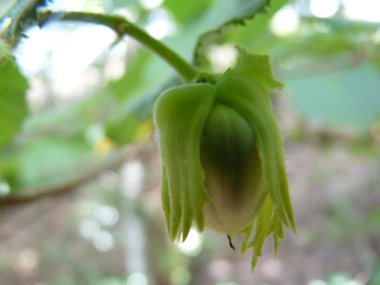 Fruits (noisettes) formant une amande présente dans une coque lisse et ligneuse. Agrandir dans une nouvelle fenêtre (ou onglet)