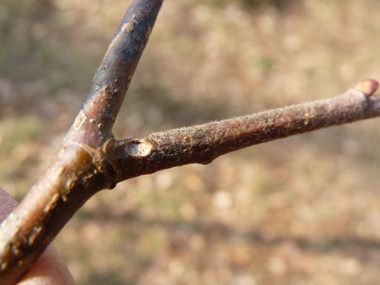 Rameaux sinueux et alternes, les jeunes étant couverts de poils rougeâtres. Agrandir dans une nouvelle fenêtre (ou onglet)