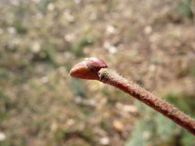 Petits bourgeons globuleux en forme de gant de boxe. Dotés de nombreuses écailles, ils sont parfois poilus. Agrandir dans une nouvelle fenêtre (ou onglet)