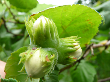 Fruits (noisettes) formant une amande présente dans une coque lisse et ligneuse. Agrandir dans une nouvelle fenêtre (ou onglet)