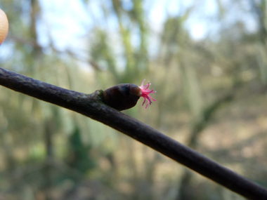 Fleurs femelles formant un bourgeon terminé par un 'pompon' rouge. Agrandir dans une nouvelle fenêtre (ou onglet)