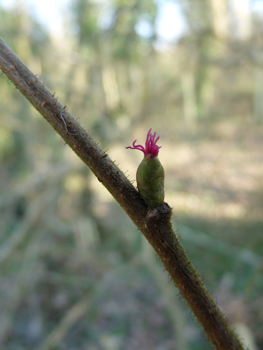 Fleurs femelles formant un bourgeon terminé par un 'pompon' rouge. Agrandir dans une nouvelle fenêtre (ou onglet)