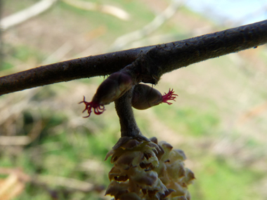 Fleurs femelles (rouges en haut) et fleurs mâles (chatons en bas). Agrandir dans une nouvelle fenêtre (ou onglet)