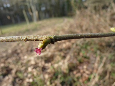 Fleurs femelles formant un bourgeon terminé par un 'pompon' rouge. Agrandir dans une nouvelle fenêtre (ou onglet)