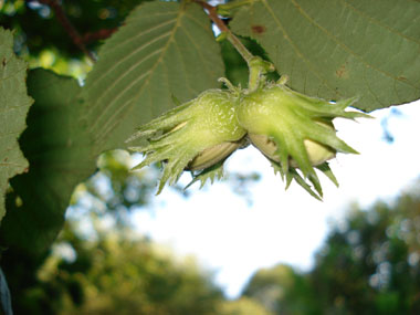 Fruits (noisettes) formant une amande présente dans une coque lisse et ligneuse. Agrandir dans une nouvelle fenêtre (ou onglet)