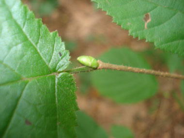 Petits bourgeons globuleux en forme de gant de boxe. Dotés de nombreuses écailles, ils sont parfois poilus. Agrandir dans une nouvelle fenêtre (ou onglet)