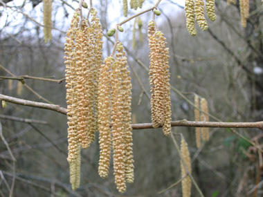 Fleurs mâles en forme de chatons pendants de couleur jaune. Agrandir dans une nouvelle fenêtre (ou onglet)