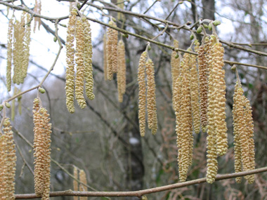 Fleurs mâles en forme de chatons pendants de couleur jaune. Agrandir dans une nouvelle fenêtre (ou onglet)