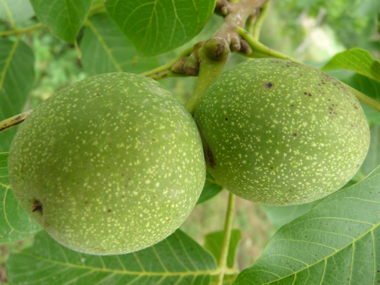 Fruits (noix) comestibles de couleur brune et atteignant-3 à-5 cm de diamètre. Agrandir dans une nouvelle fenêtre (ou onglet)