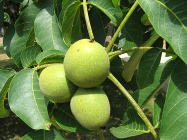 Fruits (noix) comestibles de couleur brune et atteignant-3 à-5 cm de diamètre. Agrandir dans une nouvelle fenêtre (ou onglet)