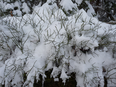 La myrtille supporte bien l'enneigement en hiver. Agrandir dans une nouvelle fenêtre (ou onglet)