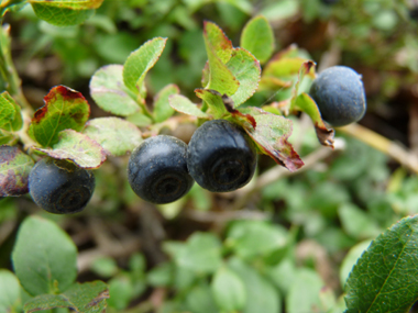 Fruits comestibles en forme de baies de couleur bleue à noir. Agrandir dans une nouvelle fenêtre (ou onglet)