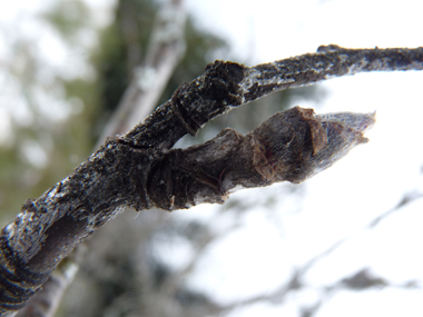 Bourgeons brun-rouge fusiformes et velus se trouvant aux coins des feuilles. Agrandir dans une nouvelle fenêtre (ou onglet)