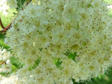 Petites fleurs blanches de moins de-2 cm de longueur regroupées en bouquets. Agrandir dans une nouvelle fenêtre (ou onglet)