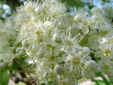 Petites fleurs blanches de moins de-2 cm de longueur regroupées en bouquets. Agrandir dans une nouvelle fenêtre (ou onglet)