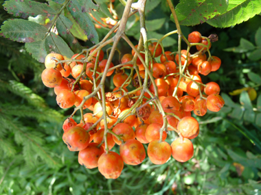 Fruits de couleur rouge, orange  ou jaune regroupés en une grappe. Agrandir dans une nouvelle fenêtre (ou onglet)