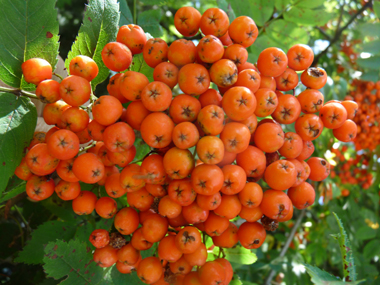 Fruits de couleur rouge, orange  ou jaune regroupés en une grappe. Agrandir dans une nouvelle fenêtre (ou onglet)