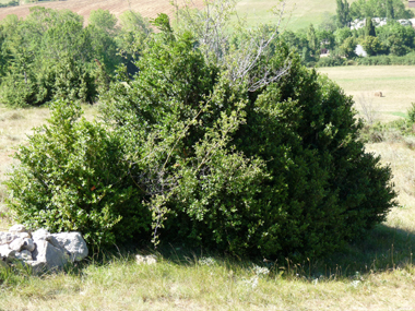 Arbuste formant souvent des boules qui peuvent atteindre-5 mètres de haut. Agrandir dans une nouvelle fenêtre (ou onglet)