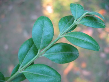 Petites feuilles opposées généralement bombées vert foncé et luisantes au dessus. Agrandir dans une nouvelle fenêtre (ou onglet)