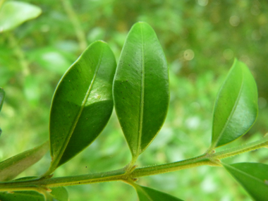 Petites feuilles opposées généralement bombées vert foncé et luisantes au dessus. Agrandir dans une nouvelle fenêtre (ou onglet)