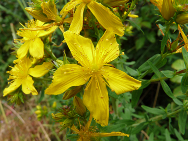 Fleurs plutôt grandes (2 à-5 cm de diamètre) de couleur jaune vif et composant un large panicule. Ponctuées de noir, elles sont finement dentées d'un seul côté. Agrandir dans une nouvelle fenêtre (ou onglet)