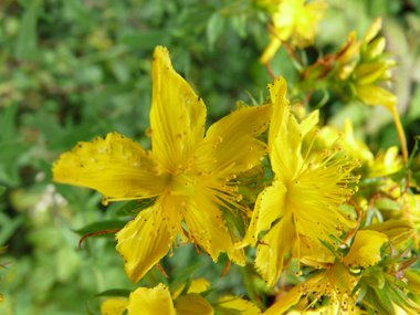 Fleurs plutôt grandes (2 à-5 cm de diamètre) de couleur jaune vif et composant un large panicule. Ponctuées de noir, elles sont finement dentées d'un seul côté. Agrandir dans une nouvelle fenêtre (ou onglet)