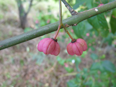 Fruits caractéristiques présentant-4 renflements, roses violacé à maturité. Agrandir dans une nouvelle fenêtre (ou onglet)