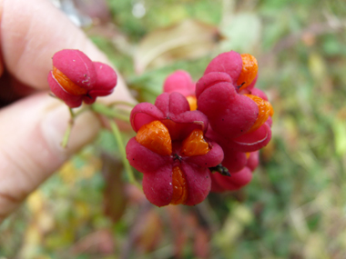 Fruits caractéristiques présentant-4 renflements, roses violacé à maturité. Agrandir dans une nouvelle fenêtre (ou onglet)