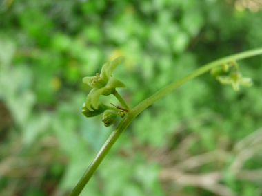 Petites fleurs vert jaunâtre de-6-7 mm de diamètre au pétiole court, fréquemment présentes le long d'une tige dressée d'une vingtaine de centimètres de long. Agrandir dans une nouvelle fenêtre (ou onglet)
