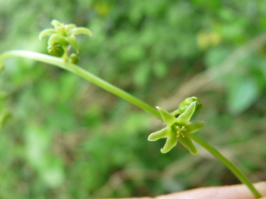 Petites fleurs vert jaunâtre de-6-7 mm de diamètre au pétiole court, fréquemment présentes le long d'une tige dressée d'une vingtaine de centimètres de long. Agrandir dans une nouvelle fenêtre (ou onglet)