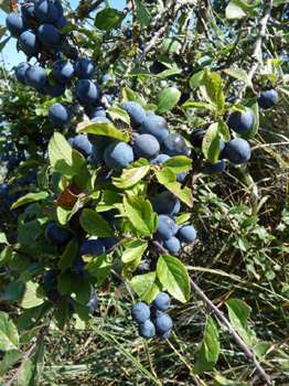 Gros fruits de la taille d'une cerise, bleuâtres à maturité appelés prunelles. Agrandir dans une nouvelle fenêtre (ou onglet)