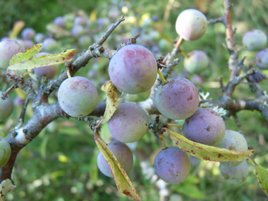 Gros fruits de la taille d'une cerise, bleuâtres à maturité appelés prunelles. Agrandir dans une nouvelle fenêtre (ou onglet)