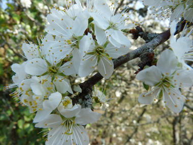 Petites fleurs blanches d'environ-1 cm de diamètre, solitaires ou groupées par-2 et posées sur de courts pédoncules le long des rameaux. Agrandir dans une nouvelle fenêtre (ou onglet)