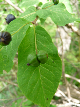 Fruits formant de grosses (1 cm de diamètre) baies noires groupées par-2. Agrandir dans une nouvelle fenêtre (ou onglet)