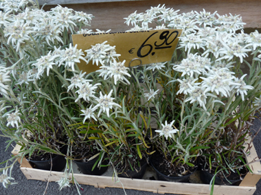 L'edelweiss est cultivée au sud de la Suisse afin de satisfaire les touristes qui sont contents de pouvoir en acheter. Agrandir dans une nouvelle fenêtre (ou onglet)