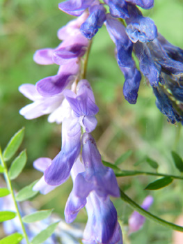 Fleurs bleues ou violet clair groupées en grappes pendantes. Agrandir dans une nouvelle fenêtre (ou onglet)
