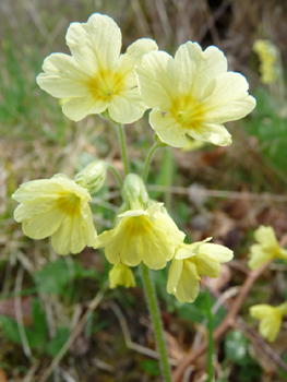 Fleurs jaune soufre disposées en ombelle, le jaune étant plus sombre à la base de la fleur. Hampe florale plus longue que les fleurs. Agrandir dans une nouvelle fenêtre (ou onglet)