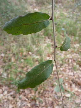 Petites feuilles (3 à-5 cm) alternes et à pétiole court, coriaces et plus ou moins dentées dont la face supérieure est bombée d'un vert glauque. Agrandir dans une nouvelle fenêtre (ou onglet)