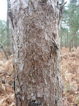 Écorce ocre chez les jeunes arbres puis devenant gris-brun avec l'âge et se détachant en fines plaques. Agrandir dans une nouvelle fenêtre (ou onglet)