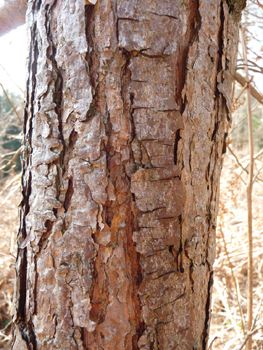 Écorce ocre chez les jeunes arbres puis devenant gris-brun avec l'âge et se détachant en fines plaques. Agrandir dans une nouvelle fenêtre (ou onglet)