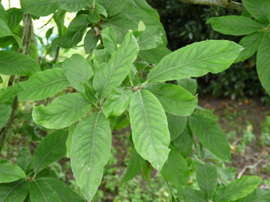 Grandes (10 cm) feuilles alternes et molles, couvertes de duvet sur la face inférieure mais mates sur la face supérieure. Agrandir dans une nouvelle fenêtre (ou onglet)