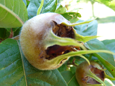 Petits (2 à-3 cm de long) fruits bruns et de forme ovoïdes appelés nèfles. Agrandir dans une nouvelle fenêtre (ou onglet)