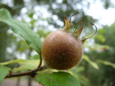 Petits (2 à-3 cm de long) fruits bruns et de forme ovoïdes appelés nèfles. Agrandir dans une nouvelle fenêtre (ou onglet)