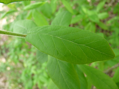 Grandes (10 cm) feuilles alternes et molles, couvertes de duvet sur la face inférieure mais mates sur la face supérieure. Agrandir dans une nouvelle fenêtre (ou onglet)