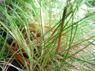 Longues feuilles vertes pouvant presque devenir glauques, enroulées et dont les bords sont lisses; la ligule de-2 mm est fréquemment tronquée. Agrandir dans une nouvelle fenêtre ou onglet)