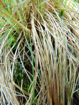 Longues feuilles vertes pouvant presque devenir glauques, enroulées et dont les bords sont lisses; la ligule de-2 mm est fréquemment tronquée. Agrandir dans une nouvelle fenêtre (ou onglet)
